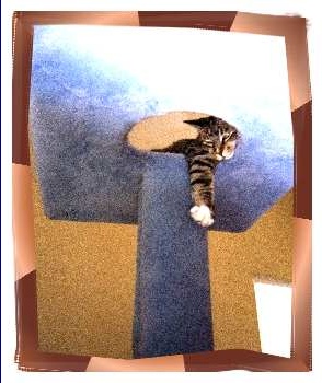 Sleepy litta gal hanging out of the hole in blue post