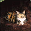 Minnie in brown rug on chair