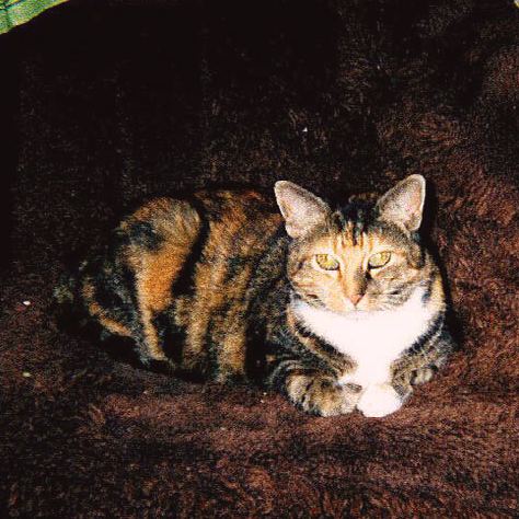 Minnie in brown rug on chair