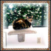 Minnie in a window