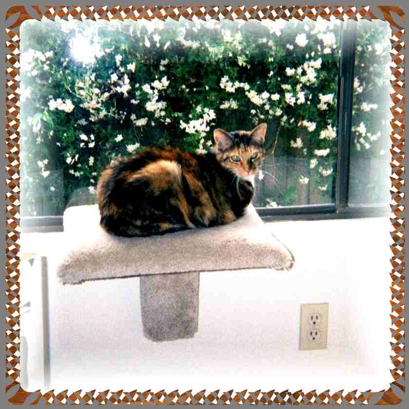 Minnie in a window