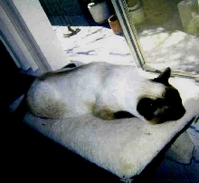 Kotton Fluff my rescue Siamese girl