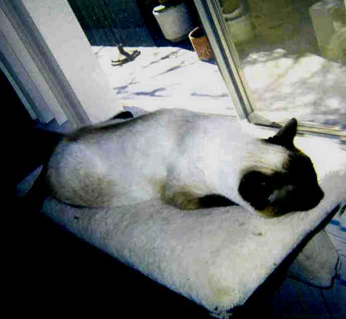 Kotton Fluff my rescue Siamese girl