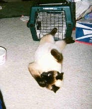 Kotton on her back
