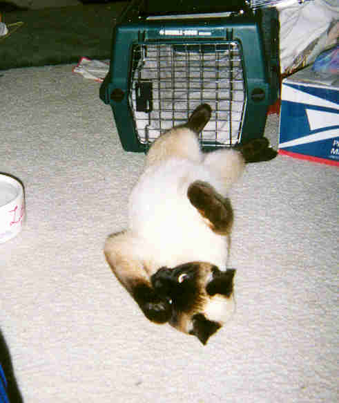 Kotton on her back