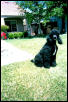 Schatzi  on front lawn in Tracy