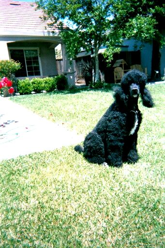 Schatzi  on front lawn in Tracy
