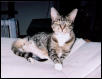 3 legged Corkie on purr pad