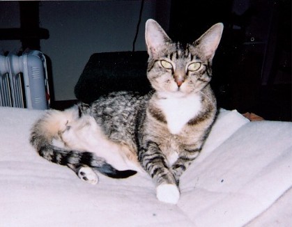 3 legged Corkie on purr pad