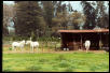 My mares in Penngrove pasture