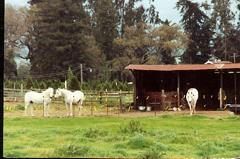 My mares in Penngrove pasture