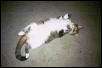 Mt silly Tigger!