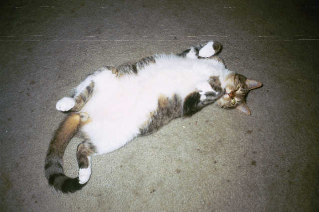 Mt silly Tigger!
