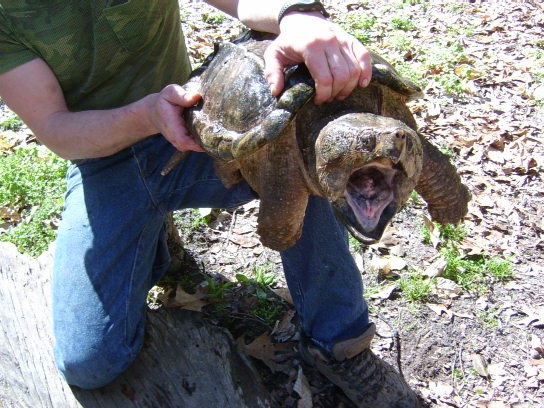 ALIGATOR SNAPPER