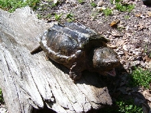 ONE MORE TIME FOR SNAPPER