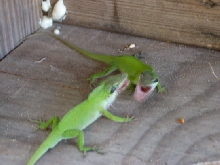 TWO DOMINATE MALES BATTLEING IT OUT FOR ONE FINE FEMALE