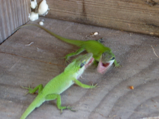 TWO DOMINATE MALES BATTLEING IT OUT FOR ONE FINE FEMALE