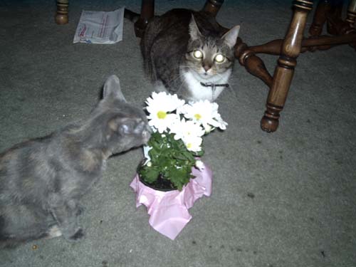 Love is in the air