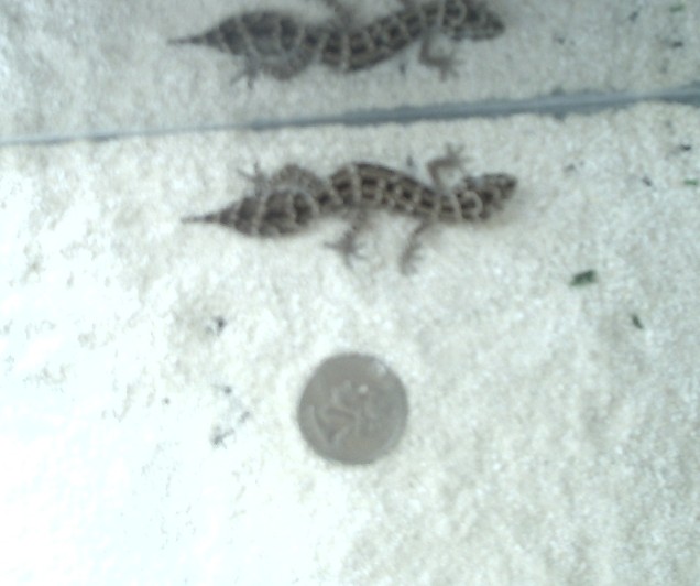 My viper gecko!