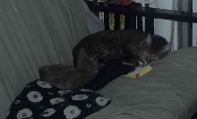kittensspleeping
