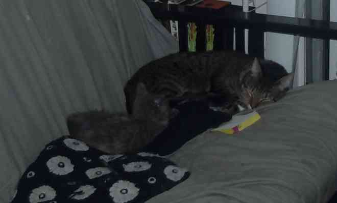 kittensspleeping