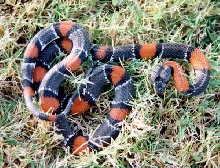 large male 2