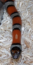 alterna mutt 2
