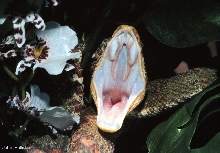Eyelash Viper Agape