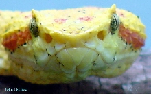 Eyleash Viper Head