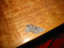ID?