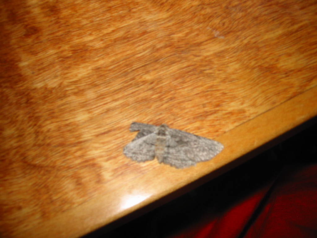 ID?