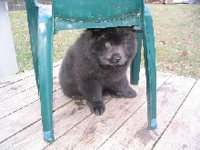 Baby chow chow