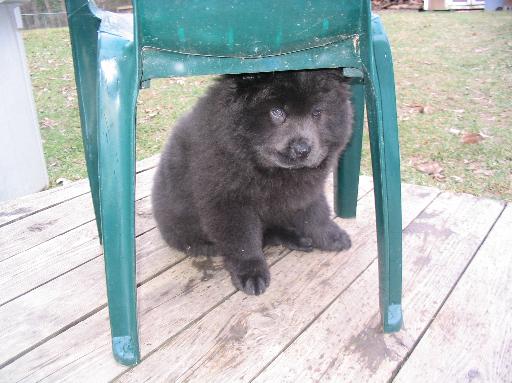 Baby chow chow