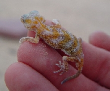 Gecko from Kuwait --what is it?