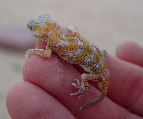 Gecko from Kuwait --what is it?