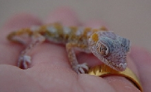 Kuwait Gecko 2 Identity?