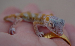 Kuwait Gecko 2 Identity?