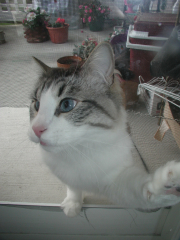 Is anyone going to let me IN?