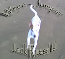 Jumping Jack Russells!