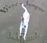 Jumping Jack Russells!