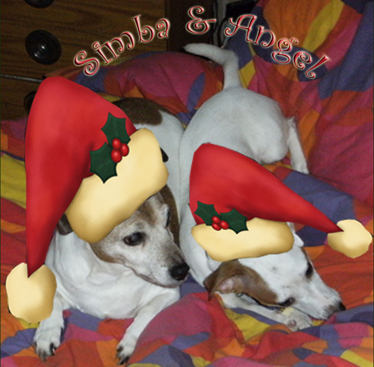 Xmas pups