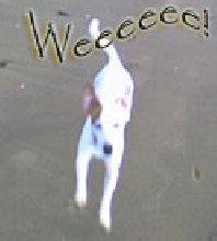Jumping Jack Russells!