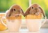 mugs bunny again