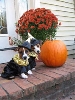 Harry Potter pups!