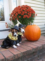 Harry Potter pups!