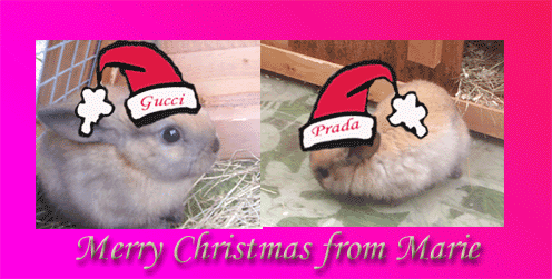 Not Santa baby but Santa bunny!