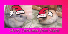 xmas buns!