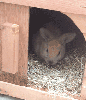 peekaboo