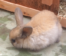 prada bunny