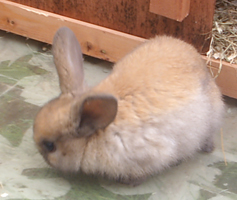 prada bunny